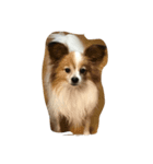 dog0901（個別スタンプ：8）