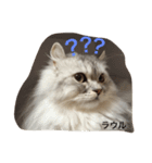 ラウル君（個別スタンプ：3）