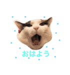 ねこのこうめ。（個別スタンプ：1）