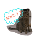 きじたろう（個別スタンプ：5）