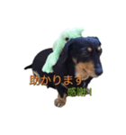 おすましミニチュアダックス2（個別スタンプ：6）