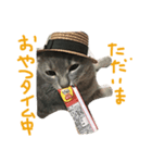 サバトラ猫ペコちゃんのスタンプ（個別スタンプ：5）
