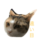 フリーダム！（個別スタンプ：6）