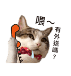 A meow.jpg（個別スタンプ：23）