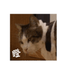 A meow.jpg（個別スタンプ：33）