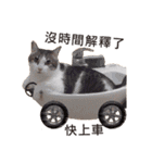 A meow.jpg（個別スタンプ：36）