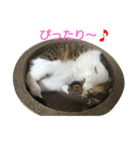 しゃべるねこナーちゃん（個別スタンプ：22）