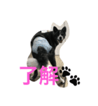 秋田犬うた-2（個別スタンプ：12）