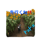 秋田犬うた-2（個別スタンプ：13）
