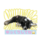 秋田犬うた-2（個別スタンプ：19）