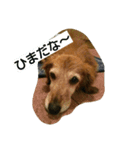 幸せな老犬（個別スタンプ：1）