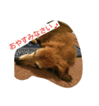 幸せな老犬（個別スタンプ：3）