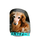 幸せな老犬（個別スタンプ：4）