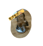 幸せな老犬（個別スタンプ：5）