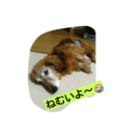 幸せな老犬（個別スタンプ：7）