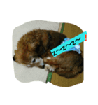 幸せな老犬（個別スタンプ：8）