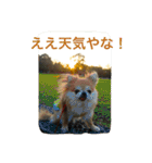 我が家のチワワたち（個別スタンプ：1）