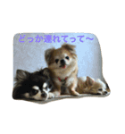 我が家のチワワたち（個別スタンプ：2）
