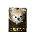 我が家のチワワたち（個別スタンプ：3）