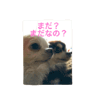 我が家のチワワたち（個別スタンプ：4）