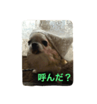我が家のチワワたち（個別スタンプ：8）