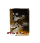 我が家のチワワたち（個別スタンプ：10）