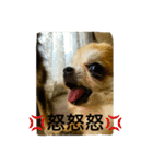我が家のチワワたち（個別スタンプ：11）