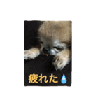 我が家のチワワたち（個別スタンプ：12）