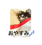 我が家のチワワたち（個別スタンプ：13）