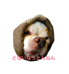 我が家のチワワたち（個別スタンプ：14）