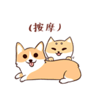 Shine the Shiba Inu（個別スタンプ：16）