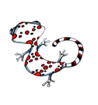 geckooo（個別スタンプ：2）
