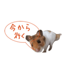 愛しのまる(ハムスター)（個別スタンプ：12）