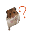 愛しのまる(ハムスター)（個別スタンプ：15）