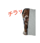ピットブル～HappyLife～（個別スタンプ：11）