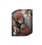 ほっぺたネコぴょこ（個別スタンプ：10）