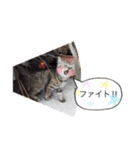 ほっぺたネコぴょこ（個別スタンプ：11）