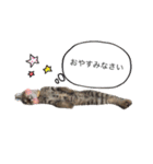 ほっぺたネコぴょこ（個別スタンプ：14）