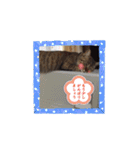 ほっぺたネコぴょこ（個別スタンプ：15）