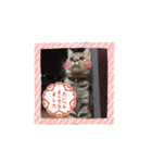 ほっぺたネコぴょこ（個別スタンプ：16）