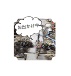 ほっぺたネコぴょこ（個別スタンプ：20）