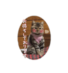 ほっぺたネコぴょこ（個別スタンプ：22）