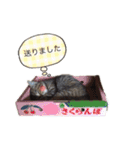 ほっぺたネコぴょこ（個別スタンプ：24）