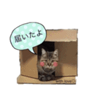 ほっぺたネコぴょこ（個別スタンプ：25）