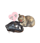 ほっぺたネコぴょこ（個別スタンプ：27）