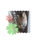 ほっぺたネコぴょこ（個別スタンプ：29）