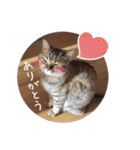 ほっぺたネコぴょこ（個別スタンプ：30）