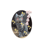 ほっぺたネコぴょこ（個別スタンプ：31）