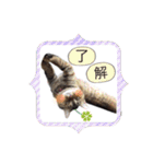 ほっぺたネコぴょこ（個別スタンプ：32）