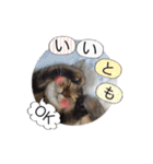 ほっぺたネコぴょこ（個別スタンプ：36）